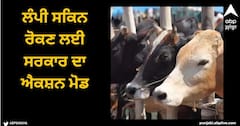 Chandigarh News: ਲੰਪੀ ਸਕਿਨ ਰੋਕਣ ਲਈ ਸਰਕਾਰ ਦਾ ਐਕਸ਼ਨ ਮੋਡ, ਪੰਜਾਬ ਦੀਆਂ 25 ਲੱਖ ਤੋਂ ਵੱਧ ਗਊਆਂ ਨੂੰ ਲੱਗਣਗੇ ਟੀਕੇ
