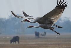 Keoladeo National Park: 300 प्रजातियों के पक्षियों ने डाला डेरा, खूबसूरत नजारे देखने पहुंच रहे हजारों पर्यटक, आप भी देखें तस्वीरें