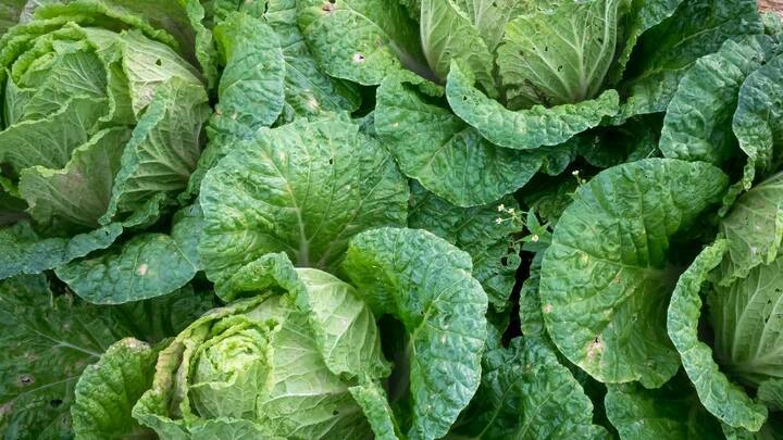 Cabbage Benefits : मोमोज , मंचूरियन, चाऊमीन  अशा अनेक पदार्थांमध्ये कोबी खूप चवदार लागते ,  हिरव्या पालेभाज्यांमध्ये समाविष्ट कोबी अनेक फायद्यांनी समृद्ध आहे.