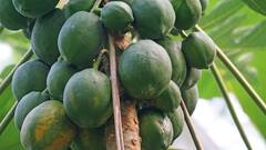 Ripe or Unripe: পাকা পেঁপে না কাঁচা পেঁপে কোনটা সেরা স্বাস্থ্যের জন্য ?