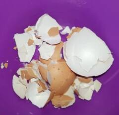 Eggshells: ਅੰਡੇ ਦੇ ਛਿਲਕਿਆਂ ਤੋਂ ਮਿਲਣ ਵਾਲੇ ਫਾਇਦੇ ਜਾਣ ਹੋ ਜਾਵੋਗੇ ਹੈਰਾਨ