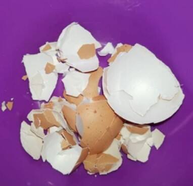 ਅਧਿਐਨ ਵਿੱਚ ਇਹ ਵੀ ਪਾਇਆ ਗਿਆ ਕਿ ਹਰ ਛਿਲਕੇ ਵਿੱਚ ਲਗਭਗ 40 ਪ੍ਰਤੀਸ਼ਤ ਕੈਲਸ਼ੀਅਮ ਹੁੰਦਾ ਹੈ। ਨੈਸ਼ਨਲ ਸੈਂਟਰ ਫਾਰ ਬਾਇਓਟੈਕਨਾਲੋਜੀ ਇਨਫਰਮੇਸ਼ਨ ਦੀ ਰਿਪੋਰਟ ਦੇ ਅਨੁਸਾਰ, ਅੱਧੇ ਅੰਡੇ ਦਾ ਛਿਲਕਾ ਇੱਕ ਬਾਲਗ ਲਈ ਕੈਲਸ਼ੀਅਮ ਦੀ ਰੋਜ਼ਾਨਾ ਲੋੜ ਨੂੰ ਆਸਾਨੀ ਨਾਲ ਪੂਰਾ ਕਰ ਸਕਦਾ ਹੈ।