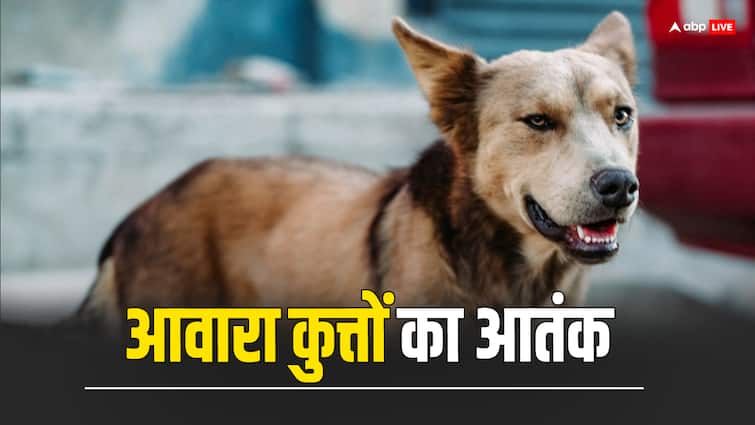 kapurthala a swarm of dogs attacked a woman and killed her Punjab: कपूरथाला में हुई डराने वाली घटना, 20 कुत्तों के झुंड ने महिला को नोंच-नोंचकर मार डाला