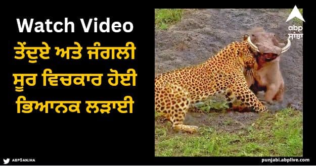 fight between warthog and leopard people shocked watch viral video Viral Video: ਤੇਂਦੁਏ ਅਤੇ ਜੰਗਲੀ ਸੂਰ ਵਿਚਕਾਰ ਹੋਈ ਭਿਆਨਕ ਲੜਾਈ, ਸਾਹਮਣੇ ਆਇਆ ਖ਼ਤਰਨਾਕ ਦ੍ਰਿਸ਼