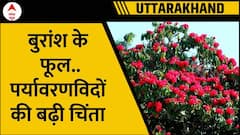 Buransh Flower: तय समय से पहले...पर्यावरणविदों की बढ़ गई चिंता | Uttarakhand | ABP News
