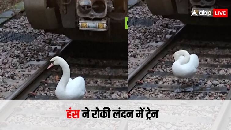 royal swan came on the railway track, people did not touch it due to this reason see viral video लंदन में शाही हंस आ गया रेल ट्रेक पर, डर के मारे लोगों ने नहीं लगाया हाथ, घंटो तक खड़ी रही ट्रेन