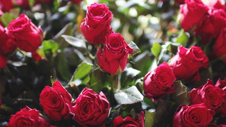 Valentine Week 2024 5 lakh roses sold in one day in Indore during Valentine week Juliet rose sold for Rs 500 ANN Indore News: वेलेंटाइन वीक में दुकानदारों की बल्ले बल्ले, 1 दिन में बिके 5 लाख गुलाब, 500 रुपये में बिका जूलियट रोज