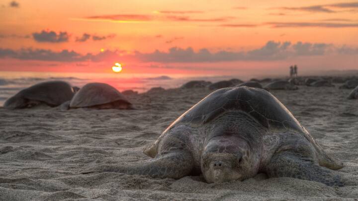 Turtle information : जगातील सगळ्यात म्हातारे कासव कोणते? घ्या जाणून सविस्तर