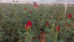 Chhattisgarh: लाल आतंक नहीं अब गुलाब बनेगा बस्तर की पहचान, फूल की खेती कर लाखों कमा रहे किसान