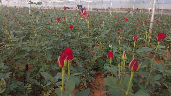 Bastar News: बस्तर की धरती अब कॉफी ही नहीं बल्कि, गुलाब की खुशबू से भी महक रही है. दरअसल, अब बस्तर के आदिवासी किसान भी अपने खेतों में धान और सब्जी के बाद गुलाब की खेती करने में रुचि ले रहे हैं.