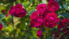 घर में लगा रखा है गुलाब का पौधा? तो ये काम कर लें, फिर देखिए कैसे उगेंगे ज्यादा फूल