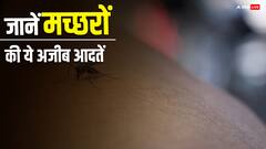बॉडी पर काटने के बाद सू-सू भी करते हैं मच्छर, अजीब हैं इनकी ये आदतें