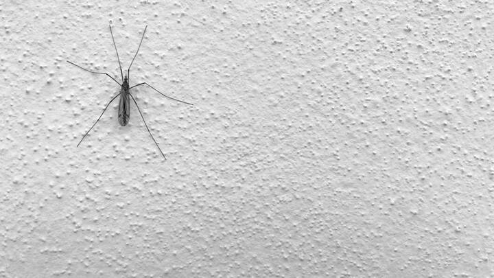 मच्छरों के काटने के बाद उस जगह को साबुन और पानी से अच्छी तरह से धोना चाहिए. इसके बाद सूजन और खुजली से निजात पाने के लिए कम से कम 10 मिनट तक आइस पैक से सिकायी करना चाहिए. ज्यादा दिक्कत होने पर डॉक्टर से परामर्श लेना चाहिए.