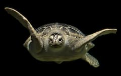 Turtle information : जगातील सगळ्यात म्हातारे कासव कोणते? घ्या जाणून सविस्तर