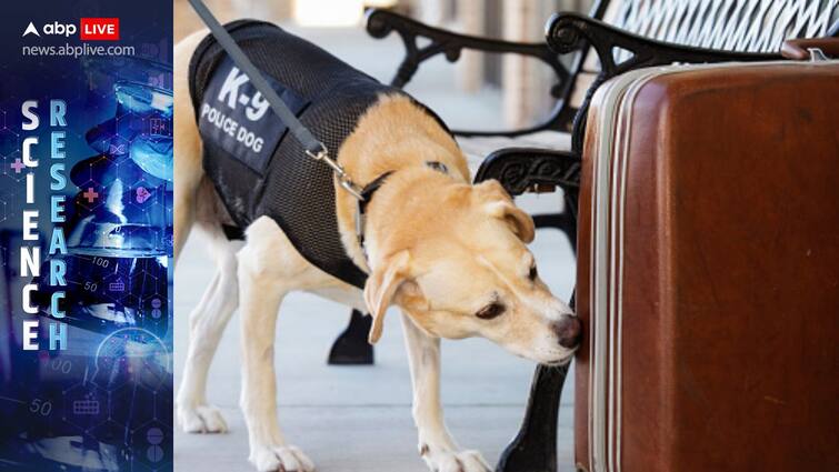 AI Algorithm Dog Personalities Helping Law Enforcement People With Disabilities ABPP This New AI Algorithm Can Evaluate Dogs' Personalities, Helping Law Enforcement And People With Disabilities