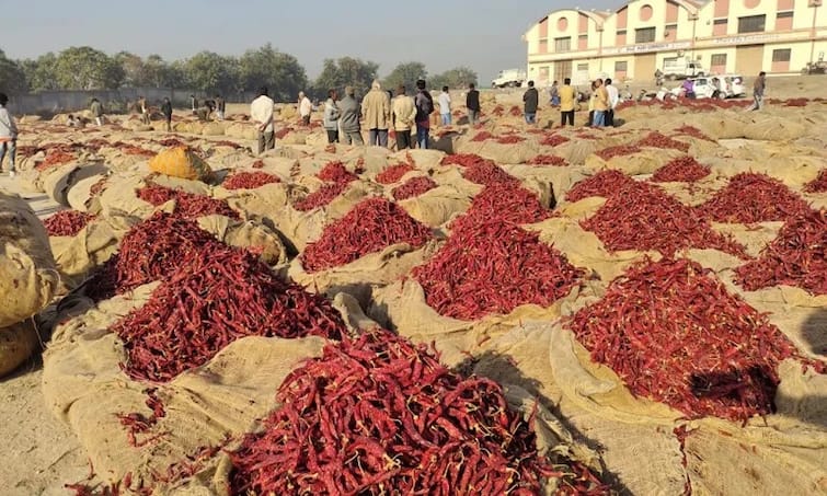 Rajkot Marketing News: Chilli rate has drop in the gujarat after onion, chilli farmers worried of his farm Rajkot: ડુંગળી બાદ મરચાંના ખેડૂતોને પડ્યા પર પાટું, યાર્ડમાં ભરેલી ગાડીઓનો ખડકલો, પણ ભાવમાં 50 ટકાનું ગાબડું