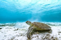 Turtle information : जगातील सगळ्यात म्हातारे कासव कोणते? घ्या जाणून सविस्तर