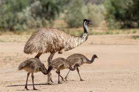 Unknown Facts About Emu: ઇમુ એક ખૂબ જ વિચિત્ર પક્ષી છે. શાહમૃગ પછી તે વિશ્વનું સૌથી મોટું પક્ષી છે અને તેના જેવું જ દેખાય છે. આ પક્ષીને પાંખો હોય છે પરંતુ તેઓ ઉડી શકતું નથી. જોકે આ પક્ષી ખૂબ જ ઝડપે દોડી શકે છે.
