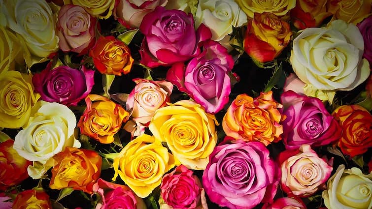 Do you Know What Color Roses Mean During Valentines Week వాలెంటైన్స్ వీక్‌లో ఏయే కలర్ రోజ్‌లు ఎలాంటి అర్థాలు సూచిస్తాయో తెలుసా?