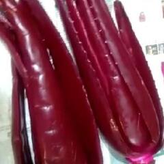 Red Aloevera: ਹਰੇ ਐਲੋਵੇਰਾ ਤੋਂ ਵੱਧ ਲਾਭਕਾਰੀ ਹੈ ਲਾਲ ਐਲੋਵੇਰਾ ਜਾਣੋ ਕੀ ਹਨ ਇਸਦੇ ਫਾਇਦੇ