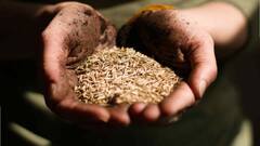 How To Reduce Weight:   जिऱ्याचं पाणी पिण्याचे काय आहेत फायदे!