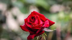 घर में लगा रखा है गुलाब का पौधा? तो ये काम कर लें, फिर देखिए कैसे उगेंगे ज्यादा फूल