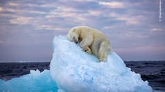 Wildlife Photography: 