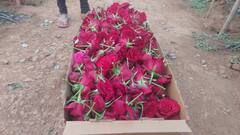 Chhattisgarh: लाल आतंक नहीं अब गुलाब बनेगा बस्तर की पहचान, फूल की खेती कर लाखों कमा रहे किसान