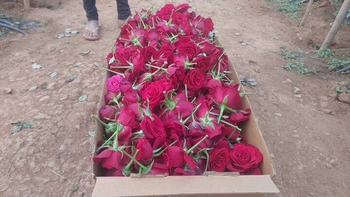 बस्तर की धरती अब कॉफी ही नहीं बल्कि, गुलाब की खुशबू से भी महक रही है. दरअसल, अब बस्तर के आदिवासी किसान भी अपने खेतों में धान और सब्जी के बाद गुलाब की खेती करने में रुचि ले रहे हैं. बस्तर में फूल के विक्रेता बेंगलुरु, कर्नाटक और आंध्र प्रदेश से गुलाब फूल मंगाते थे, लेकिन अब बस्तर में ही किसान गुलाब की खेती कर रहे हैं.