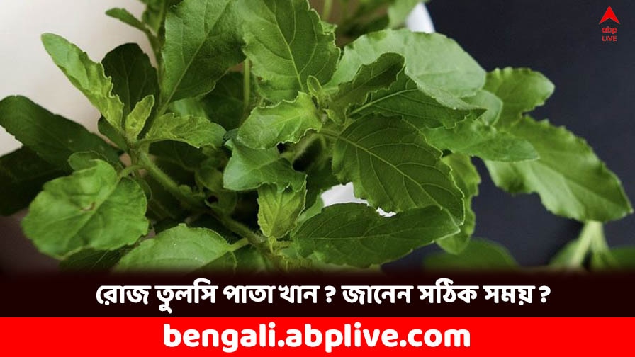 Holy Basil Leaves know health benefits and proper time to eat