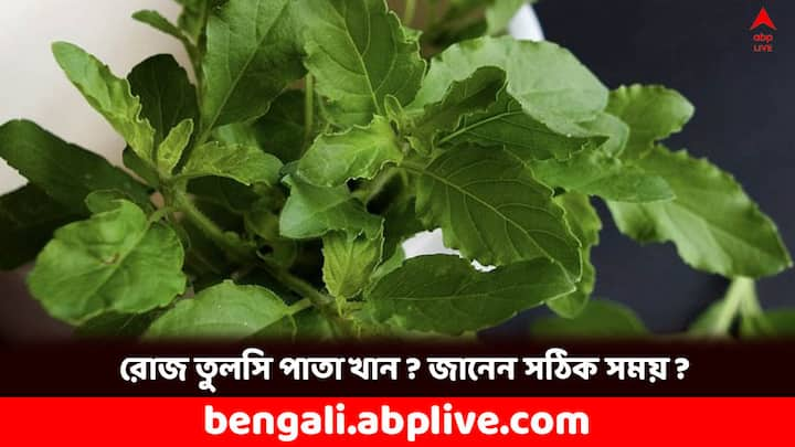 Holy Basil Plant: বাড়ির উঠোনে বা ছাদে অনেকের বাড়িতেই তুলসি গাছ লাগান থাকে। ওষধি গুণের দিক থেকে তুলসি গাছের জুড়ি নেই কোনও। তুলসি পাতা রোজ খেলে অনেক উপকার। তবে জানতে হবে কীভাবে খাবেন, কখন খাবেন।