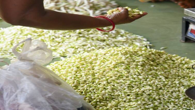 Madurai jasmine is sold for 2,000 kg due to continuous snowfall - TNN மதுரையில் கிலோ ரூ.2000க்கு விற்பனையாகும்  மல்லிகை பூ - காரணம் என்ன..?