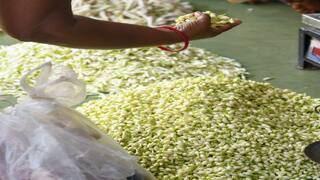 மதுரையில் கிலோ ரூ.2000க்கு விற்பனையாகும்  மல்லிகை பூ - காரணம் என்ன..?