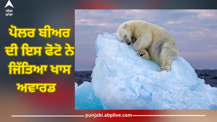 photo of the polar bear won the Wildlife Photographer of the Year People's Choice Award Sleeping Polar Bear: ਪੋਲਰ ਬੀਅਰ ਦੀ ਇਸ ਫੋਟੋ ਨੇ ਜਿੱਤਿਆ ਵਾਈਲਡਲਾਈਫ ਫੋਟੋਗ੍ਰਾਫਰ ਆਫ਼ ਦ ਈਅਰ ਪੀਪਲਜ਼ ਚੁਆਇਸ ਅਵਾਰਡ