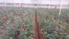 Chhattisgarh: लाल आतंक नहीं अब गुलाब बनेगा बस्तर की पहचान, फूल की खेती कर लाखों कमा रहे किसान