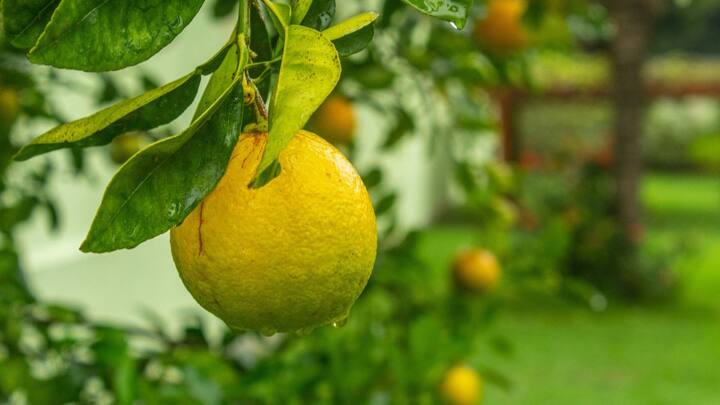 எலுமிச்சை பழத்தின் தோல் மற்றும் சாறில் பெக்டின் எனப்படும் கரையக்கூடிய நார்ச்சத்து உள்ளது. இது கல்லீரலில் செரிமான நொதிகளின் உற்பத்தியை ஊக்குவிக்கிறது