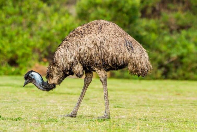 emu-bird-looks-like-an-ostrich-it-has-wings-but-does-not-fly-Unknown Facts About Emu Unknown Facts About Emu: આ છે શાહમૃગ બાદ વિશ્વનું સૌથી મોટું પક્ષી, એક લાતમાં લઈ શકે છે સામે વાળાનો જીવ
