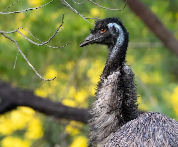 Unknown Facts About Emu: ઇમુ એક ખૂબ જ વિચિત્ર પક્ષી છે. શાહમૃગ પછી તે વિશ્વનું સૌથી મોટું પક્ષી છે અને તેના જેવું જ દેખાય છે. આ પક્ષીને પાંખો હોય છે પરંતુ તેઓ ઉડી શકતું નથી.