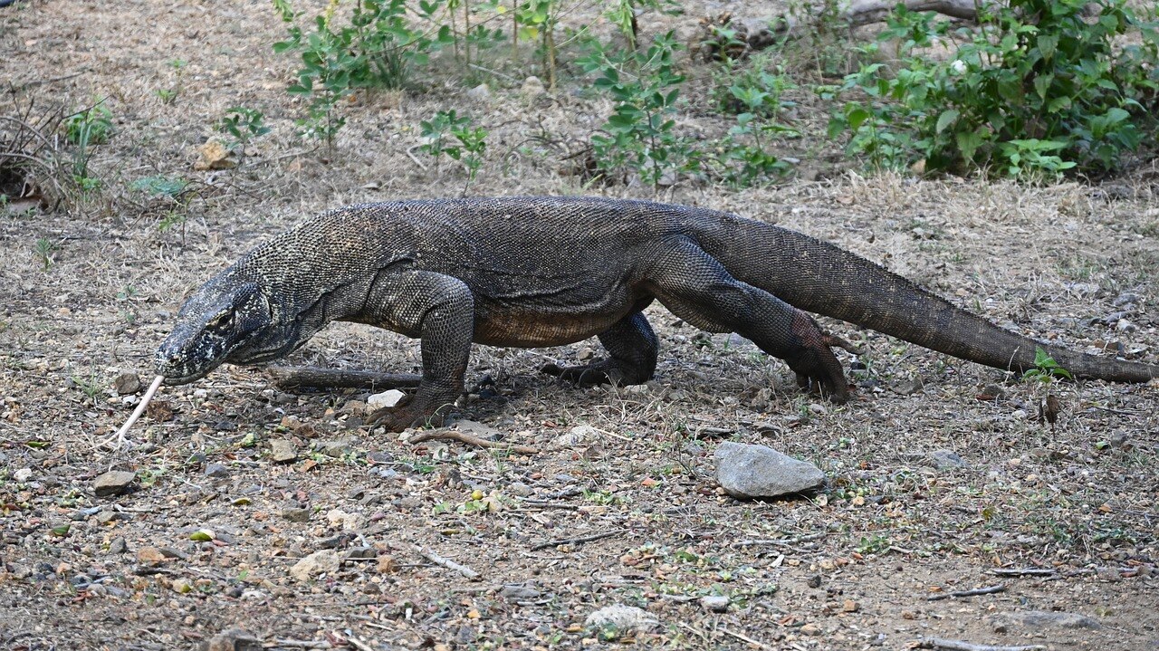 Largest Lizards: மனிதர்களை விட மிகப்பெரிய டாப் 10 பல்லி இனங்கள்! எங்கே இருக்கிறது?