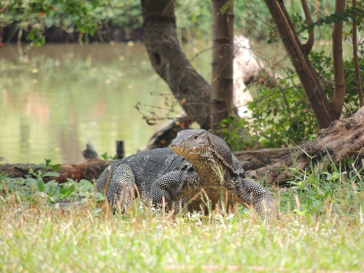 Largest Lizards: மனிதர்களை விட மிகப்பெரிய டாப் 10 பல்லி இனங்கள்! எங்கே இருக்கிறது?