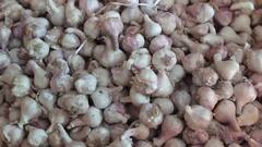 In Pics: लहसुन की कीमतों में भारी उछाल, भाव 500 रुपये किलो होने पर भी किसान क्यों हैं नाखुश?