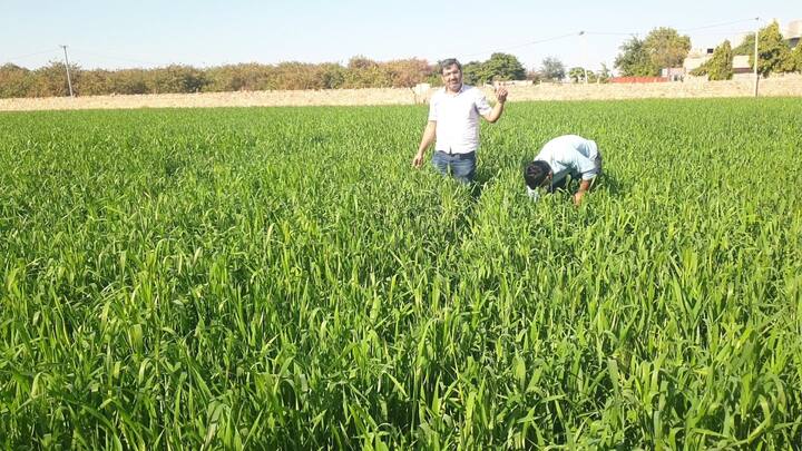 जोधपुर में लहसुन की खेती करने वाले किसानों से जब एबीपी न्यूज़ ने बात की तो भारतीय किसान संघ के प्रदेश मंत्री तुलसाराम सींवर ने बताया कि किसान दिन रात मेहनत करके अपने खेतों में लहसुन की पैदावार करते हैं. इसका अमूमन खर्च प्रति किलो के हिसाब से 50 से 70 आता है, लेकिन जब बाजार में अपनी फसल को बेचने जाते हैं, तो लहसुन की कीमत कौड़ियों की हो जाती है.