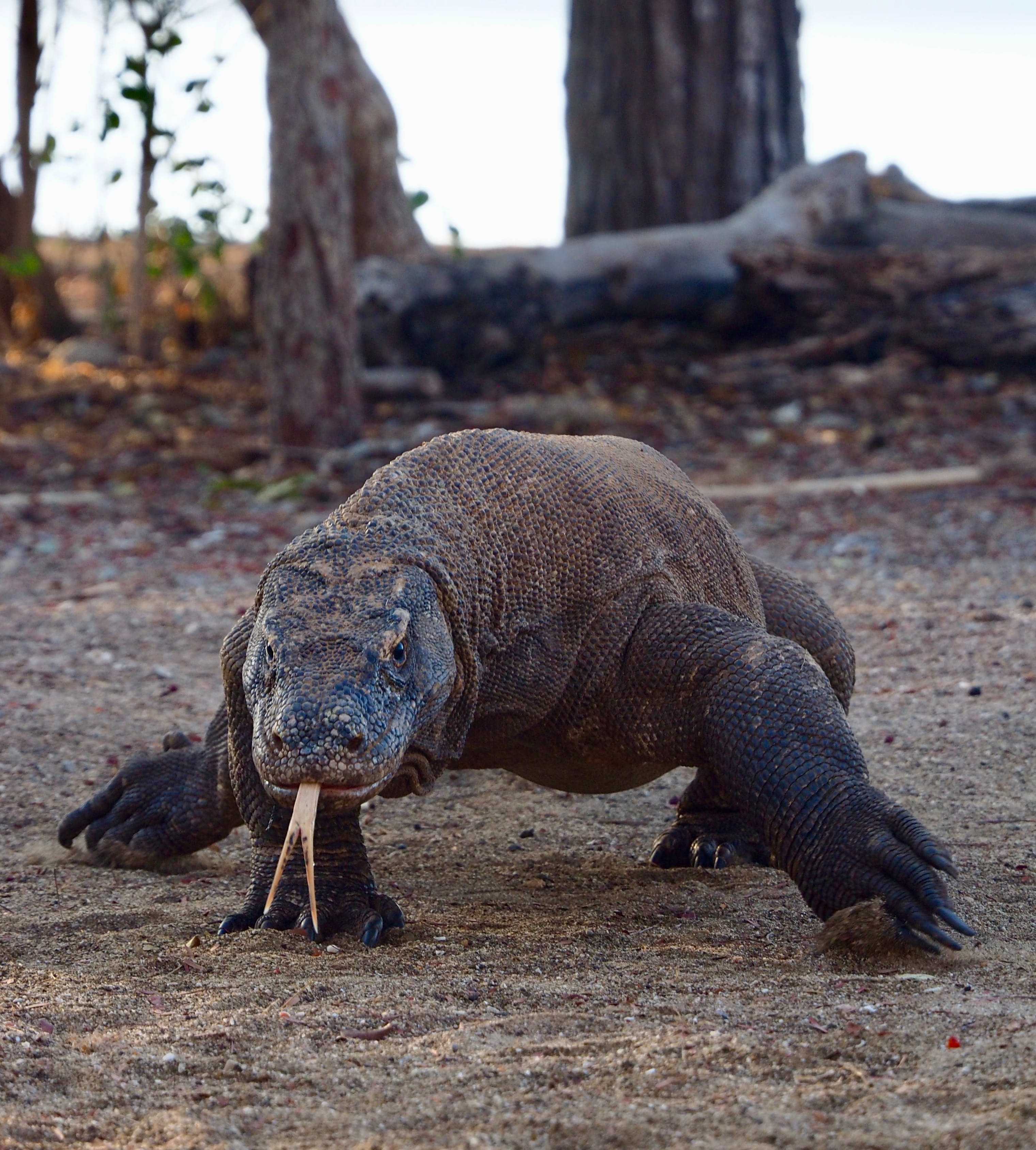 Largest Lizards: மனிதர்களை விட மிகப்பெரிய டாப் 10 பல்லி இனங்கள்! எங்கே இருக்கிறது?