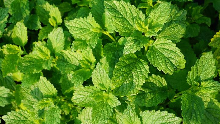 Benefits Of Drinking Mint Leaves : तुम्ही दर महिन्याला पुदिन्याची पाने आणि चटणी वापरता का?