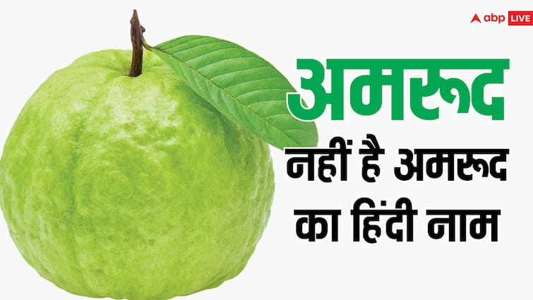 क्या है अमरूद का हिंदी नाम, असल हिंदी शब्द जानकर चौंक जाएंगे आप What is the Hindi name of guava You will be shocked to know the real Hindi word क्या है अमरूद का हिंदी नाम, असल हिंदी शब्द जानकर चौंक जाएंगे आप