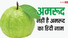 क्या है अमरूद का हिंदी नाम, असल हिंदी शब्द जानकर चौंक जाएंगे आप