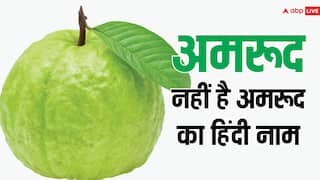 क्या है अमरूद का हिंदी नाम, असल हिंदी शब्द जानकर चौंक जाएंगे आप