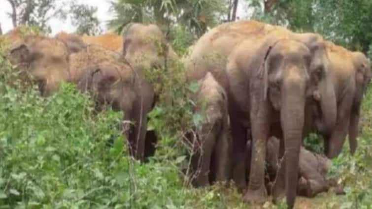 Chhattisgarh Group of 25 Elephants Camped in Gomarda Sanctuary For 3 Months Sarangarh Bilaigarh ann Chhattisgarh: हाथियों को रास आ रही गोमर्डा के जंगल की हवा, 25 हाथियों के दल ने डाला डेरा, नन्हें शावक को दिया जन्म