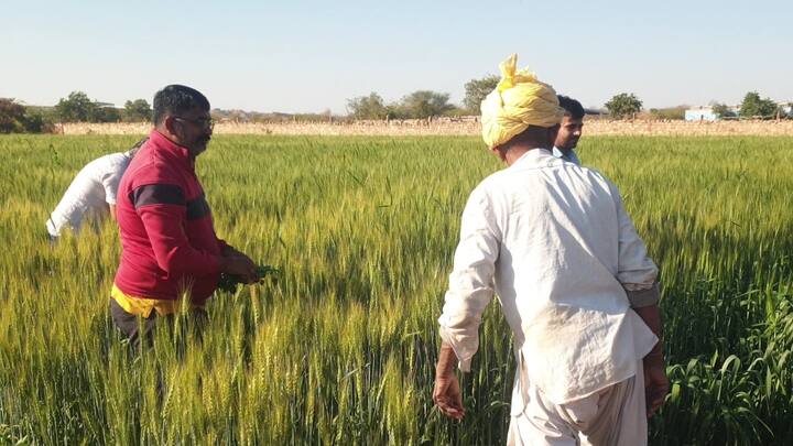 वहीं जोधपुर के किसान शंकर राम ने बताया कि वह पिछले कई सालों से खेती का काम करते हैं. उन्होंने पिछली बार 10 बीघा जमीन में लहसुन की बुवाई की थी, उन्हें लगा था कि अच्छी कमाई होगी, लेकिन भाव नहीं मिलने के कारण नुकसान हो गया.