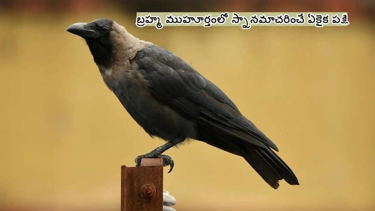 bird with a good lifestyle is a crow and Reasons Why Crows Are Awesome కాకిలో ఇన్ని మంచి లక్షణాలున్నాయా - మీరు చాలా ఆశ్చర్యపోతారు!